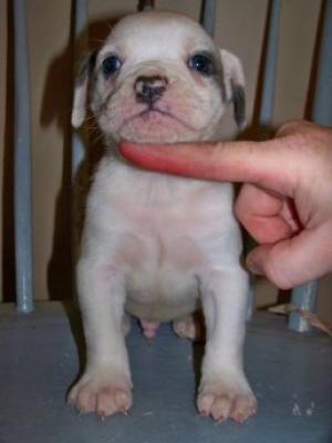 EnglishbulldogOldeenglishbulldogpups